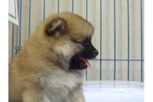 成約済の三重県のポメラニアン-52235の2枚目